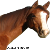 :iconnatthorses: