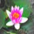 :iconnattie-noodlehead: