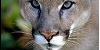 :iconnatural-wild-cats: