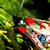 :iconnaturalbornhorn:
