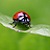 :iconnaturalwinged: