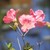 Nature-Field :iconnature-field: