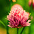 :iconnaturel-lumineux:
