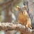 :iconnaturemaid: