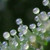 :iconnatures-judder:
