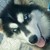 :iconnaturespiritwolf: