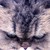 :iconnatyowl: