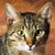 :iconnaughtykittykat: