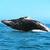 :iconnautical-supper: