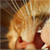 :iconnautilus01: