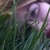 :iconnavarrofd: