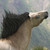 :iconnavustar: