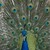 :iconnavy-blue-spots: