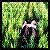 :iconnawak3uh: