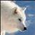 :iconnebelwolfen: