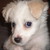 :iconnebulawolf: