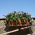 :iconnebulosite: