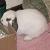 :iconnecronekocon: