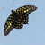 :iconneedletail:
