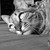 :iconneedy974: