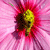 :iconneetriht: