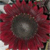 :iconnefensis: