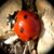 :iconnefensis: