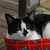 nefertiset :iconnefertiset:
