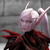 :iconneiylolz: