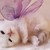 :iconnekko-chi: