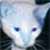 :iconneko-tail: