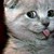 nekobeastile :iconnekobeastile: