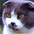 :iconnekobishonen: