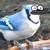 :iconnekocrazee: