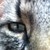:iconnekogolliath: