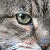 :iconnekomata-sensei: