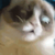 :iconnekoonikun: