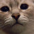 NekoRoxane :iconnekoroxane: