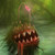 :iconnekostein: