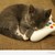 :iconnekotheartisticcat: