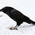 :iconnekydaimon: