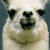:iconnellycoptere: