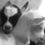 :iconnellz424: