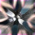 :iconnelphotography: