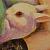 :iconnemesis-tuza: