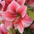 :iconnemiflora: