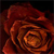 :iconnemus-anima: