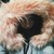 :iconnenastya-werewulf: