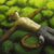 :iconneocheetah: