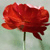 :iconneonaiad: